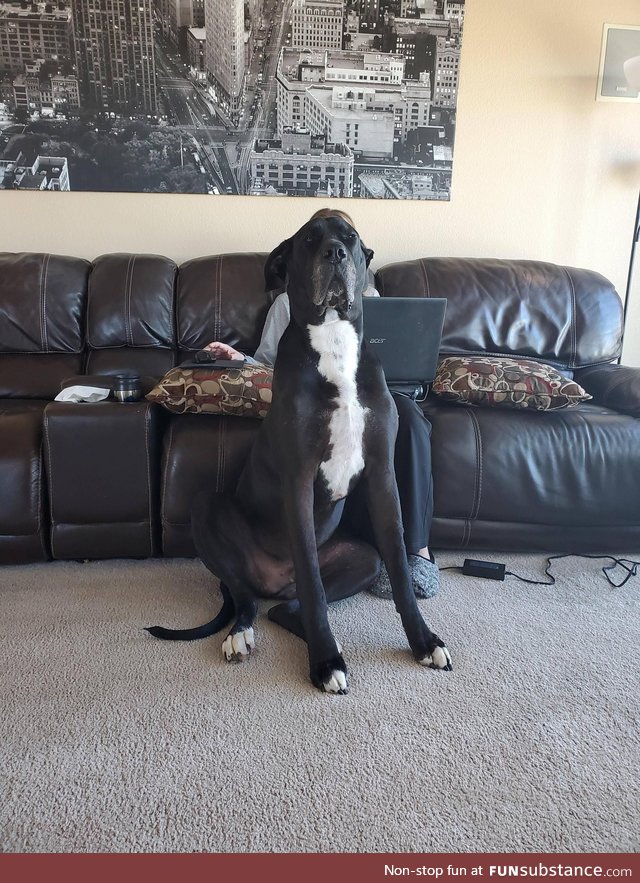 Taking a picture of my wife..Then... Great Dane problems