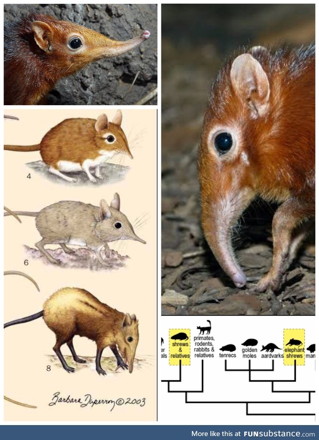 More elephant shrew, and why they are called as such