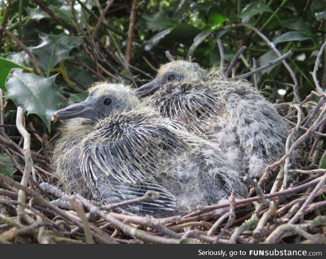 Wood pigeon younglings