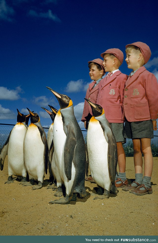 Boys dressed up in school uniforms pose with king penguins at the London Zoo, 1953