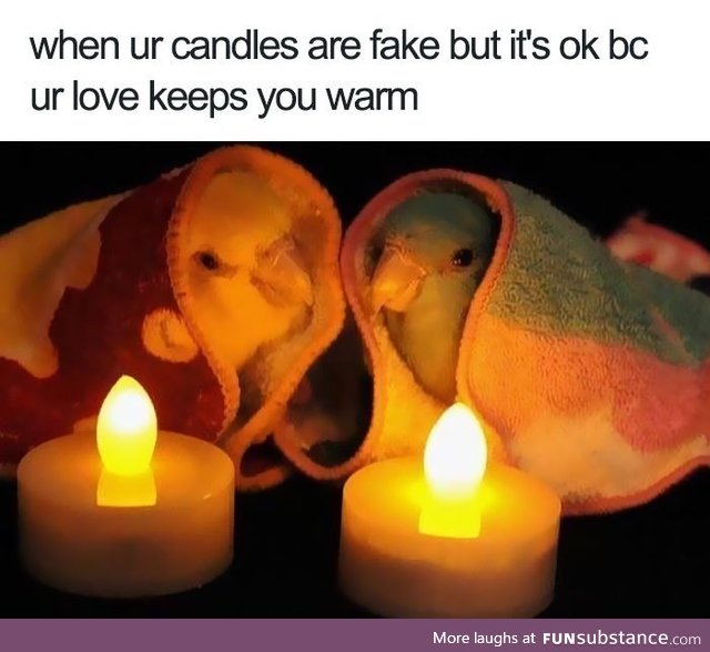 Their Love Birbs Keep them Warm