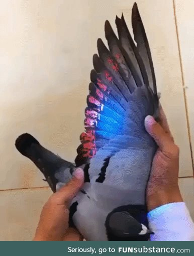 Solar panels hidden in pigeon wings