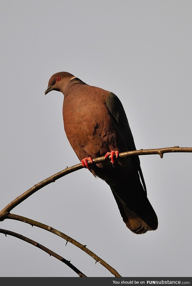 Chilean pigeon (Patagioenas araucana) - PigeonSubstance