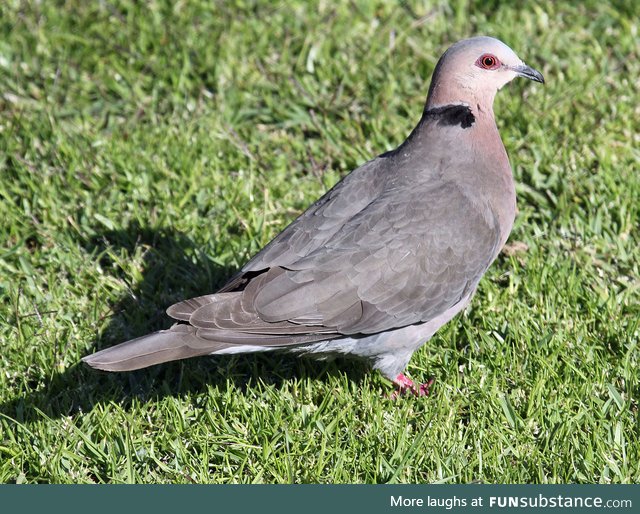 Red-eyed dove (Streptopelia semitorquata) - PigeonSubstance