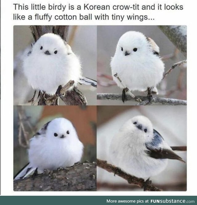 An adorable floofball