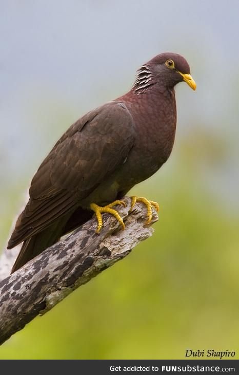 Comoros olive pigeon (Columba pollenii) - PigeonSubstance