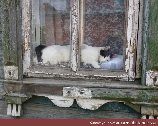 Cat in the window