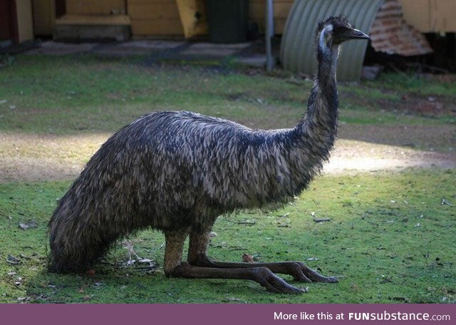 Emus sit oddly
