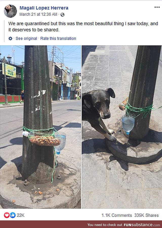 Food and Water for Strays during Corona