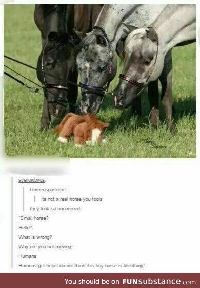 Big Horses Doin' A Concern For Smol Horse Fren