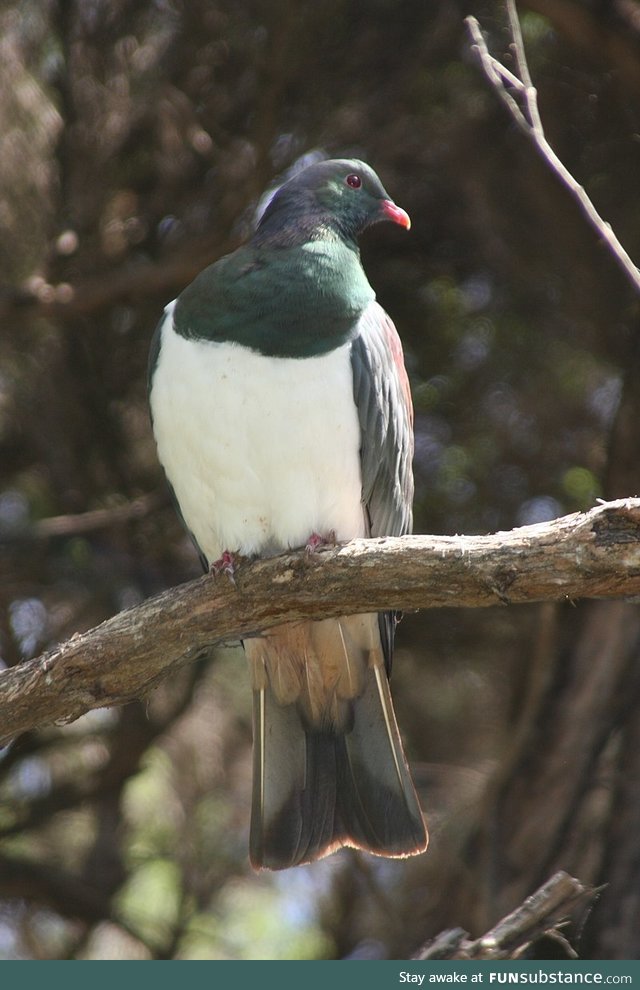 Kererū (Hemiphaga novaeseelandiae) - PigeonSubstance
