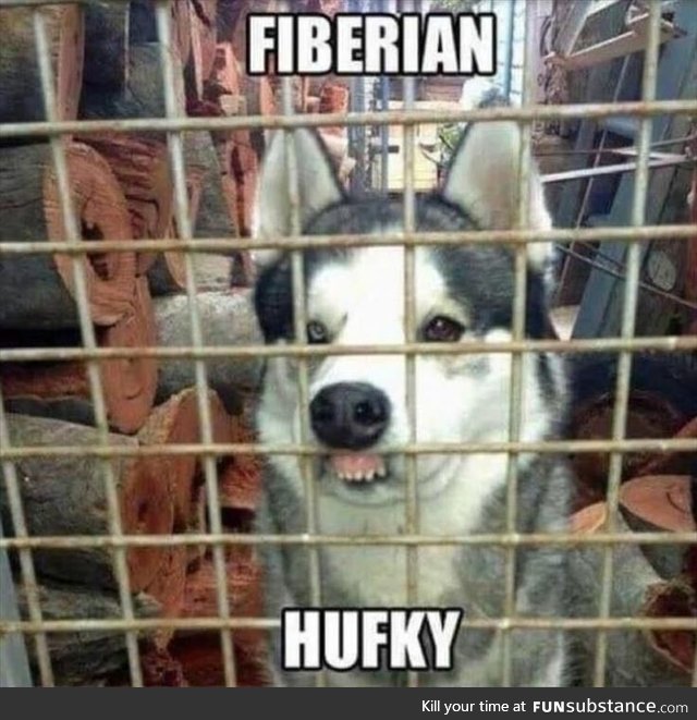 Fiberian husfky