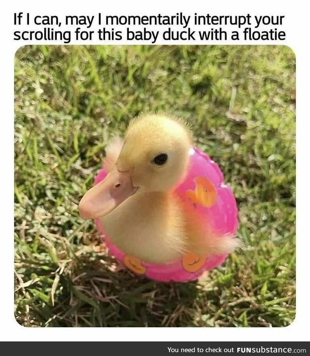 Here is Smol duck in a floatie