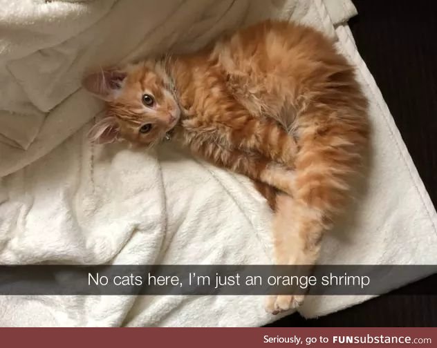 Cutest shrimp