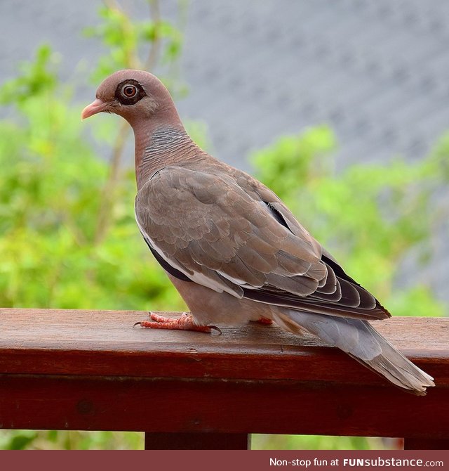 Bare-eyed pigeon (Patagioenas corensis) - PigeonSubstance