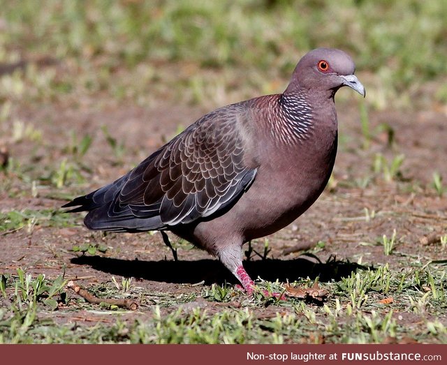 Picazuro pigeon (Patagioenas picazuro) - PigeonSubstance