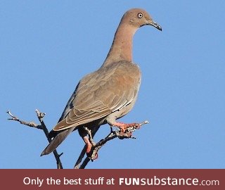 Plain pigeon (Patagioenas inornata) - PigeonSubstance