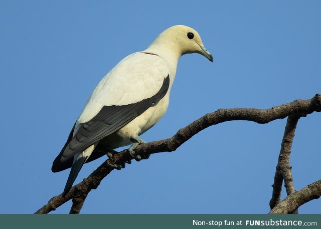 Pied imperial pigeon (Ducula bicolor) - PigeonSubstance