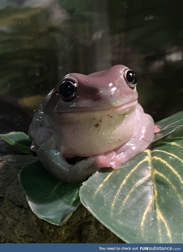 Froggo Fun #130 - Pretty and Pink