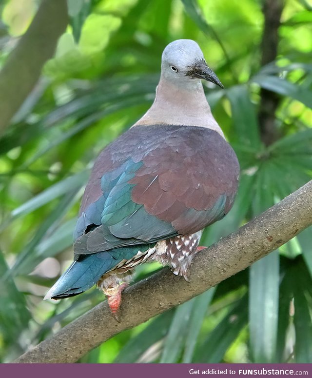 Zoe's imperial pigeon (Ducula zoeae) - PigeonSubstance