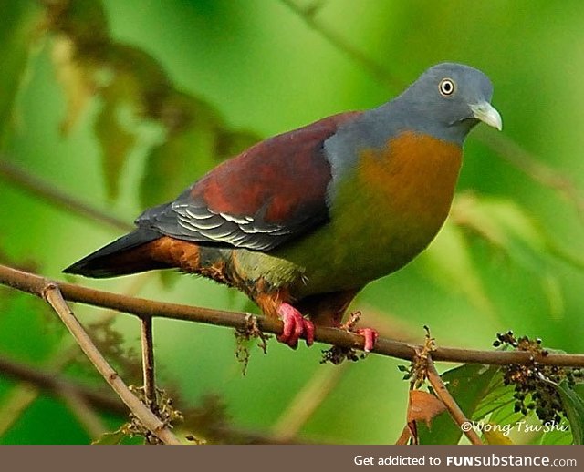 Little green pigeon (Treron olax) - PigeonSubstance