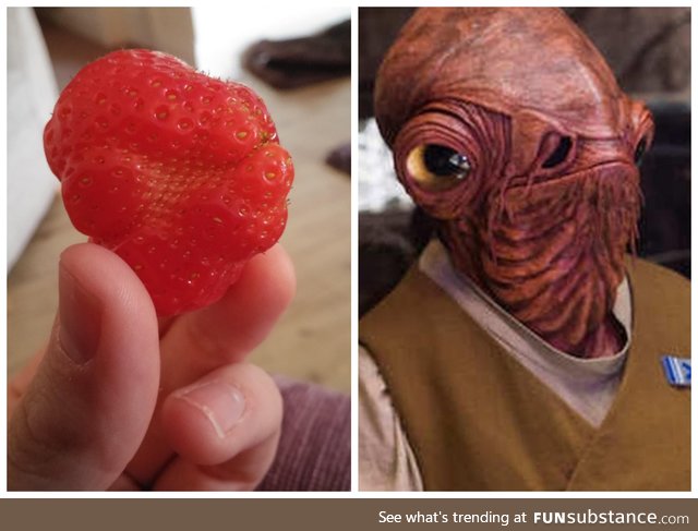 Admiral Ackbar's Strawberry. Naturally, I did not eat it