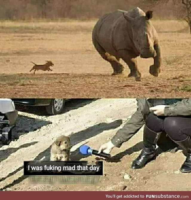 Such a brave dog