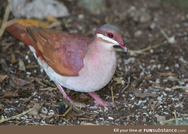 Key West quail-dove (Geotrygon chrysia) - PigeonSubstance