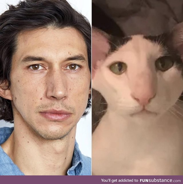 This cat looks a lot like Adam Driver
