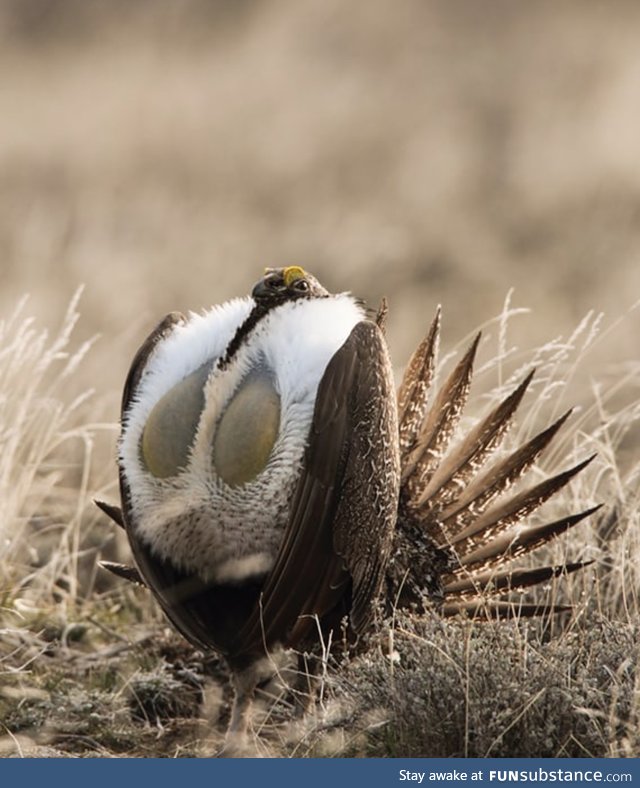 Wild Chickens: Greater Sage Grouse