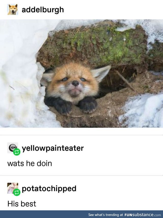 Fox doin his best