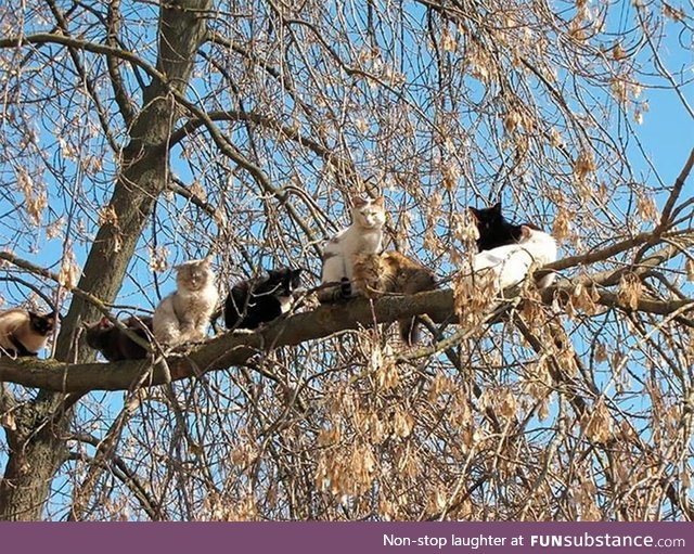 Strange birds gather in the tree