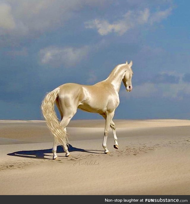 The Akhal-Teke, aka "Golden Horse"
