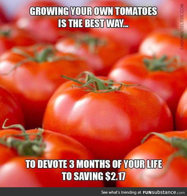 Let's grow some tomatoes