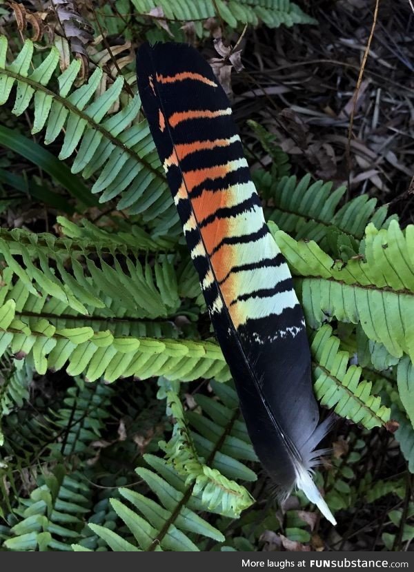 Red-tailed Black ***atoo tail feather