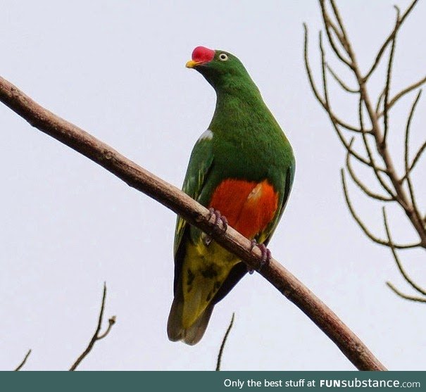 Knob-billed fruit dove (Ptilinopus insolitus) - PigeonSubstance