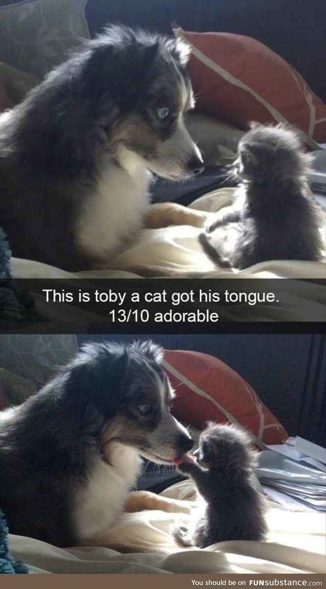 Cat Got His Tongue