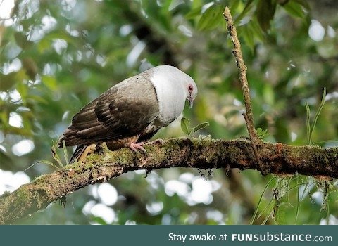 Sombre pigeon (Cryptophaps poecilorrhoa) - PigeonSubstance