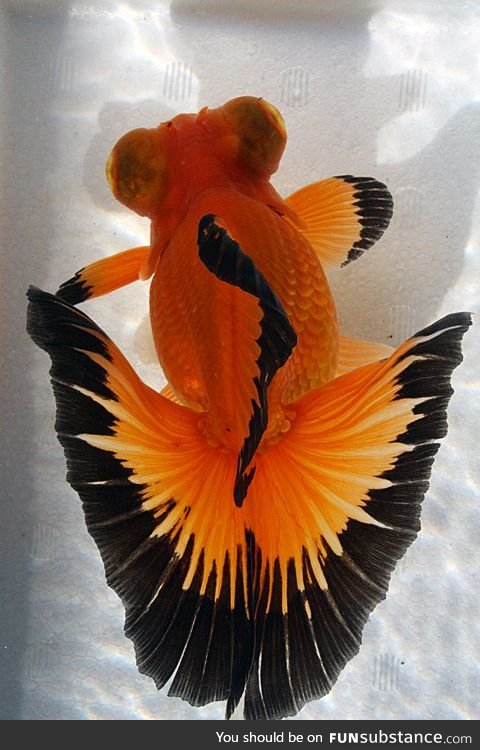 Fishy Fun Day #2: Butterfly Telescope Goldfish