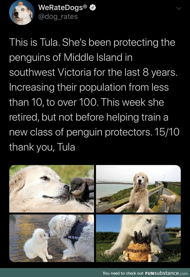 New Generation of Penguin Protecting Puppers