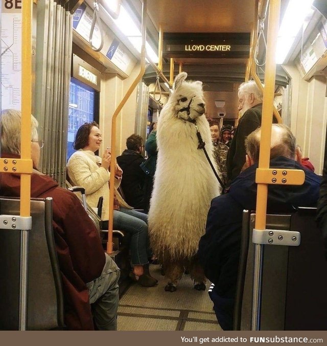 Subway Llama doesn't want no ddrama