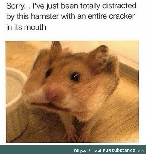 Hamster Cracker