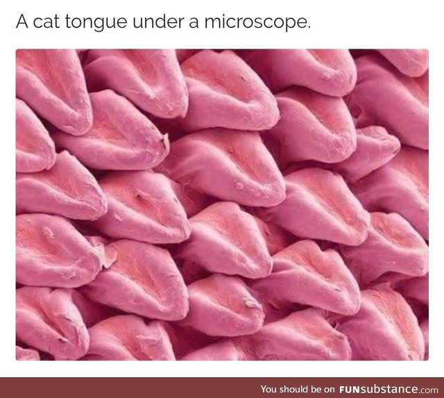 Cat o' nine [million] tounges