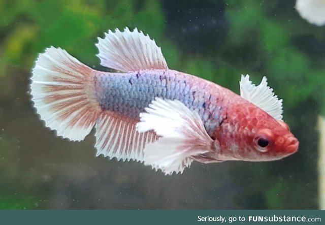 Fishy Fun Day #6: Dumbo Ear Betta @SuperDave