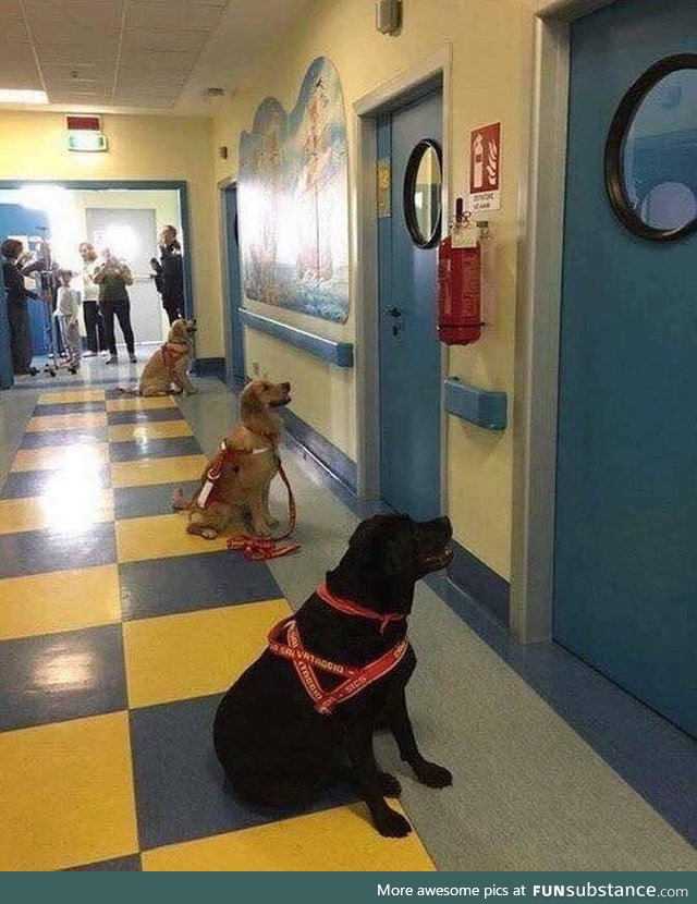 Here's a pic to make you smile today ; Doggoes waiting to go into sick children