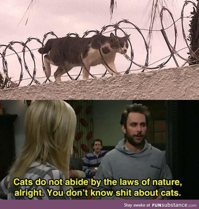 Cats are the rules