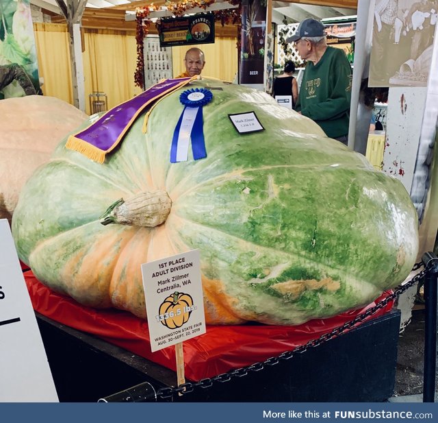 This record breaking pumpkin refuses to give Han Solo a second chance