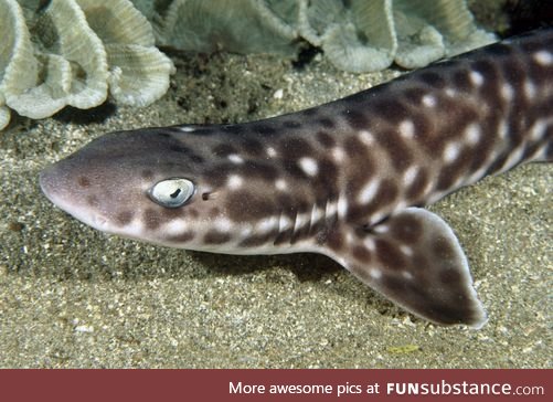 Fishy Fun Day #7: Coral Catshark @creativedragonbaby