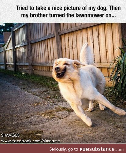 Then the lawnmower started