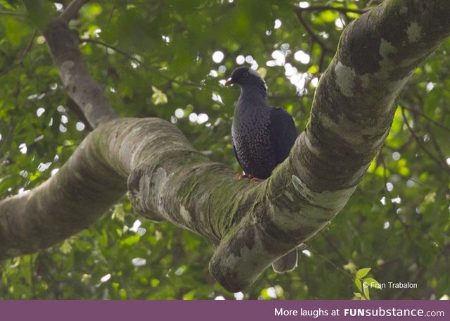 White-naped pigeon (Columba albinucha) - PigeonSubstance